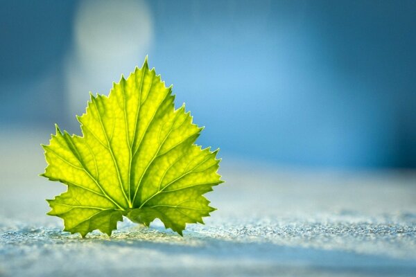 Green leaf on white snow