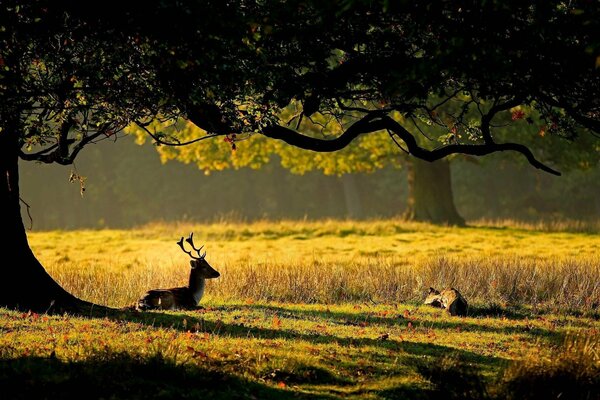 A deer is resting in the forest in nature