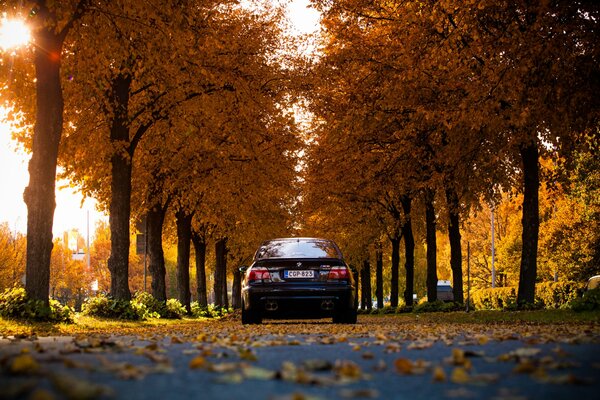 Sfondo del desktop BMW M5 sullo sfondo del parco in autunno