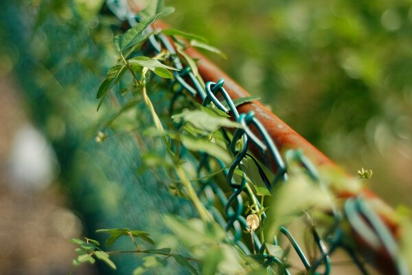 A fence made of wire, entwined with plants