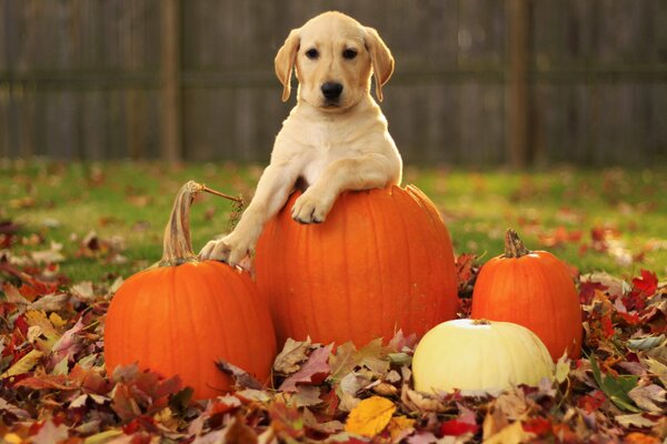Pies lobrador, szczeniak, a obok dynie, liście i jesień