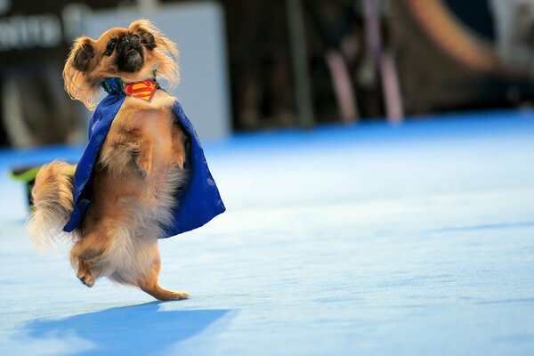 Pekinés en un traje de Superman en sus patas traseras