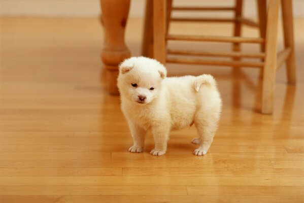 The puppy looks at his reflection on the floor