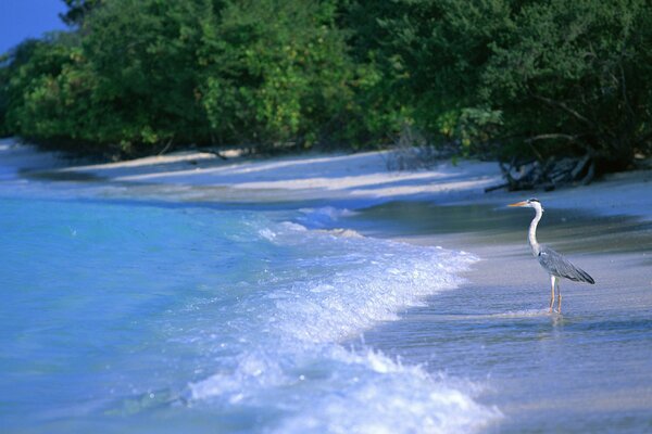 A wave washes up to the beach with a heron