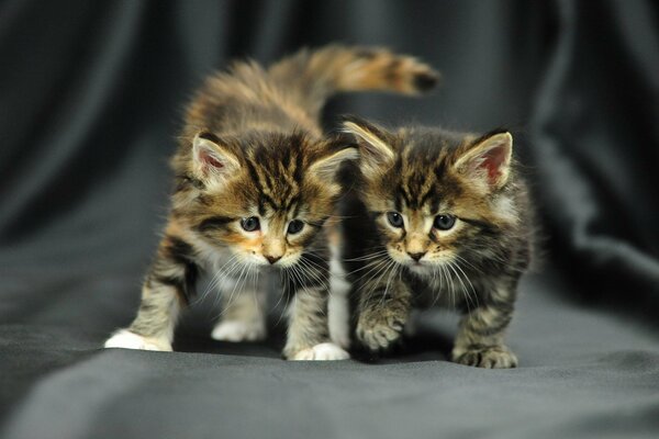 Photos of standing kittens. Fluffy babies on a black background