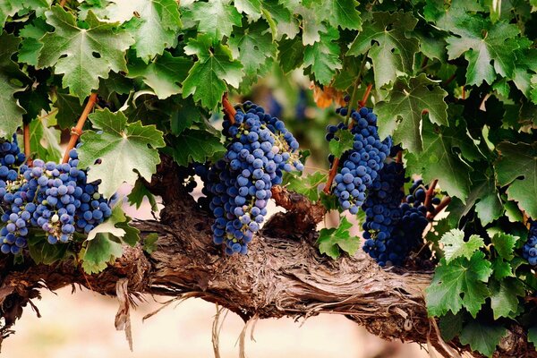 Bunches of grapes. Berries. Leaves