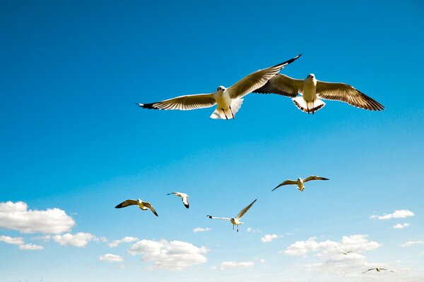 Albatri volanti contro il cielo blu