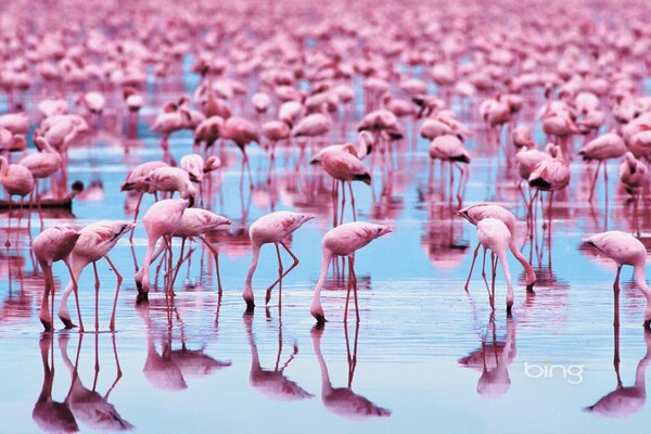 Un sacco di rosa flamango uccelli