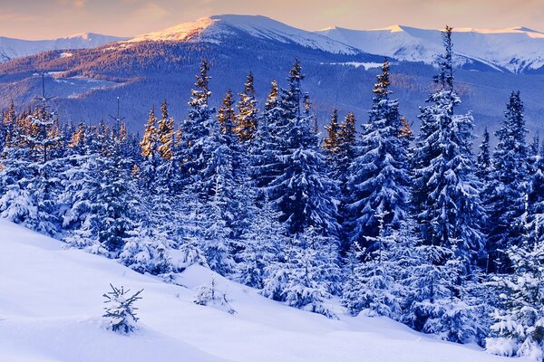 La bellezza serale della pineta e delle montagne