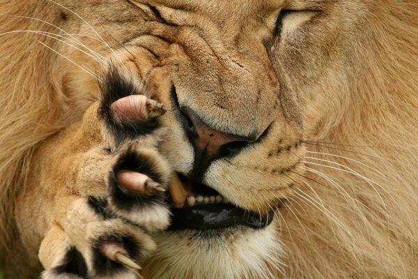 El León muestra garras y colmillos. Construye una mueca