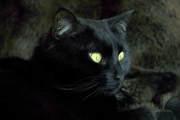 Hermoso animal. Gato negro con ojos verdes