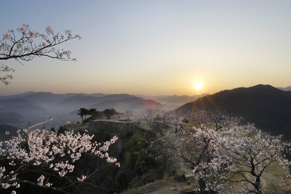 Sakura i zachód słońca. Japonia. Widok