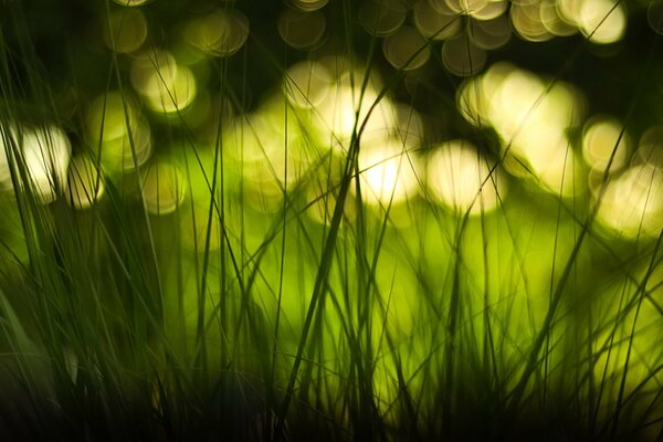 Reflets jaunes sur l herbe verte