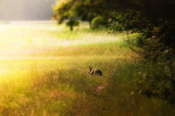 Lapin dans une clairière ensoleillée