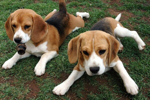 Animaux drôles-chiots Beagle