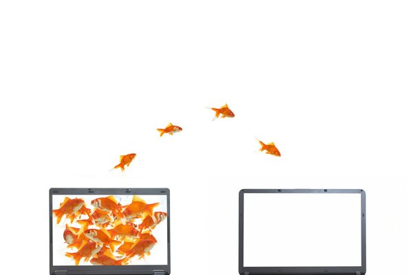Pesci d oro che saltano nel computer