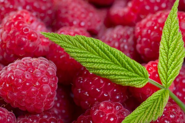 Framboises et feuilles vertes