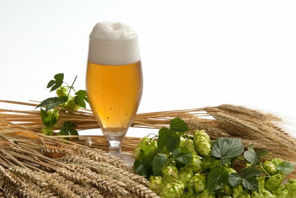 Light beer, beer in a glass, wheat and barley