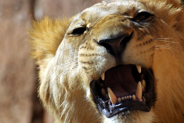 The roar of a Lion with a huge mouth