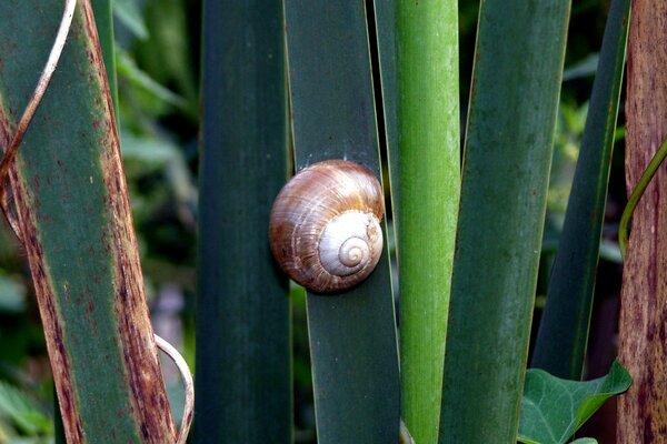 A snail with a crown crawls on the grass