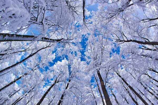 Blauer Himmel durch die Winterbäume