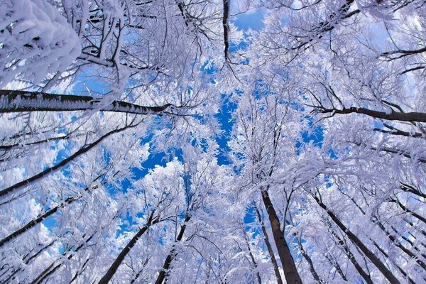 Blue sky through winter trees