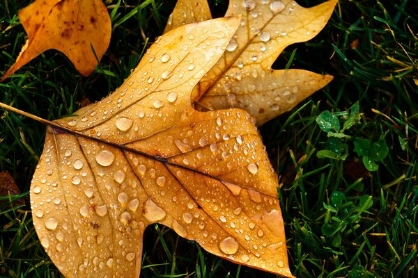 Herbstblatt mit Tau bedeckt