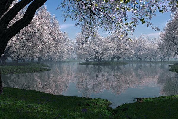 Trees with silver foliage by the lake