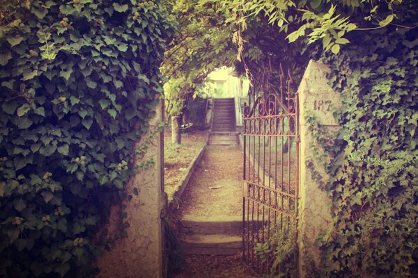 Lierre au-dessus du guichet. Mur. Route