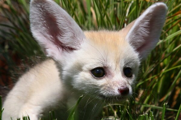 Sand fox with big ears