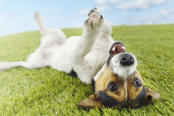 El perro se acuesta sobre su espalda levantando sus patas