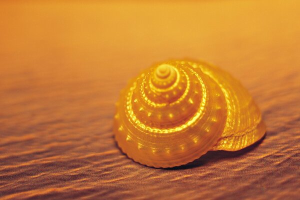 Golden shell on the sand