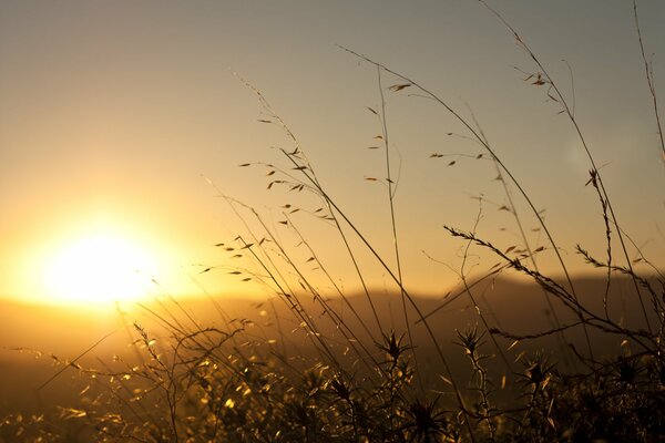 Steppe grasses on the background of the rising sun