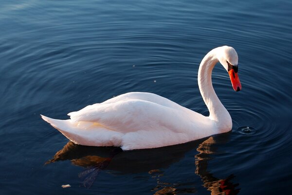 Ein weißer Schwan schwimmt auf dem Wasser