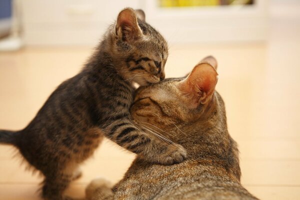 Famiglia mamma gatto e bambino gattino