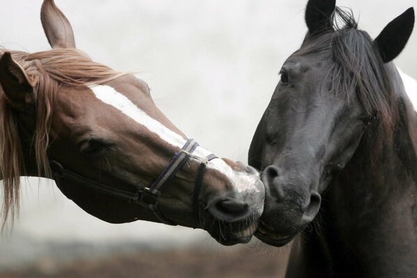 Belle photo de chevaux qui s embrassent