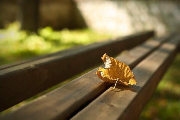 Feuille jaune d automne sur le banc