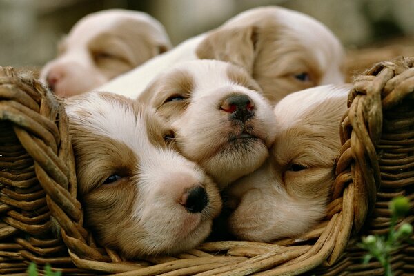 Plusieurs chiots dorment dans un panier