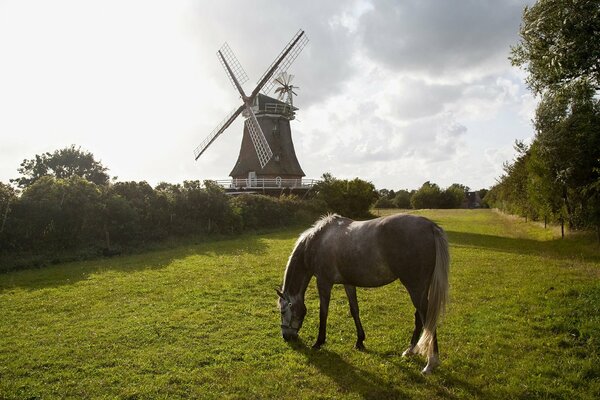 A beautiful horse is sitting on the grass at the mill