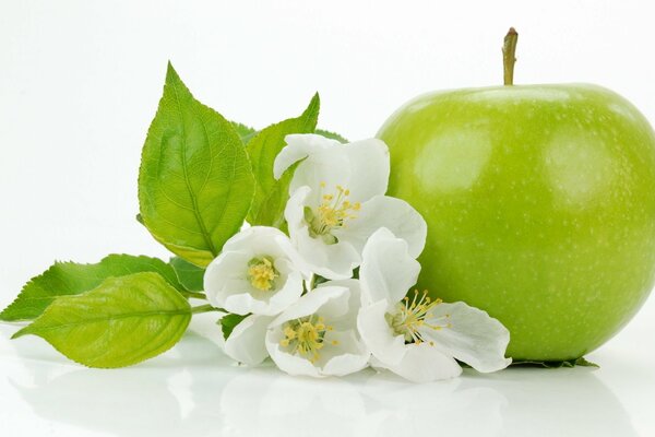Combinaison de pommes vert tendre et de fleurs de pommier blanc
