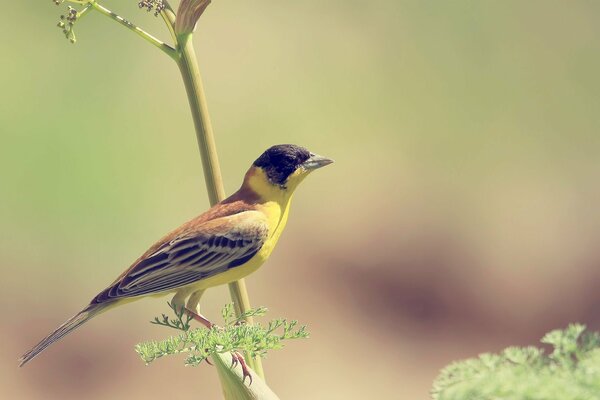 Petit oiseau jaune sur une branche