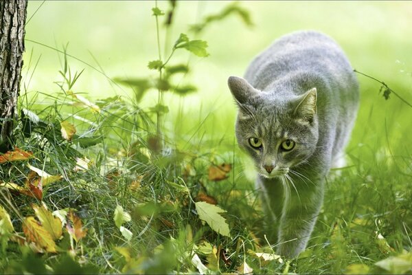 Die Jägerin Baghira ist eine schöne Katze