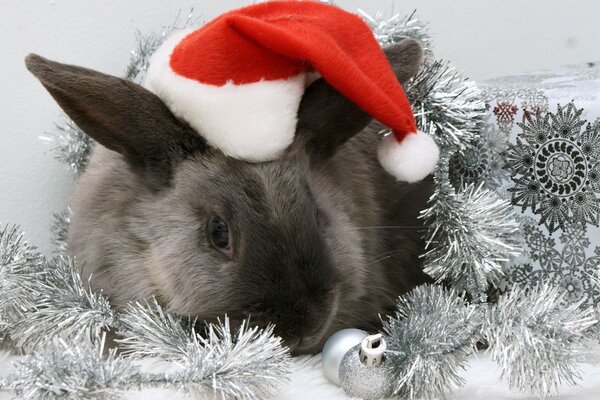 Conejo con sombrero de Santa Claus