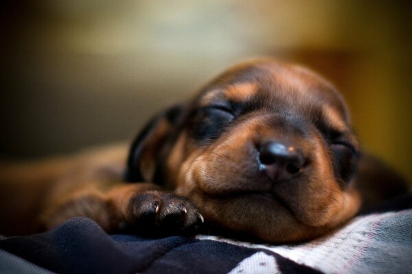 A happy puppy sleeps sweetly