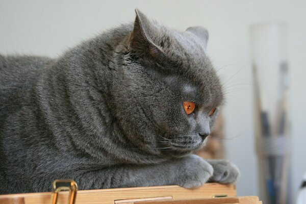 Photo de chat gris. L animal se trouve en regardant