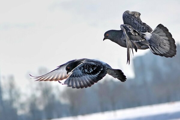 Flight of a pair of pigeons over the city