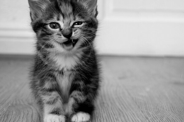 Divertente foto di un gattino grigio. Il gatto sorride