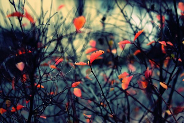 Nature foliage autumn branches