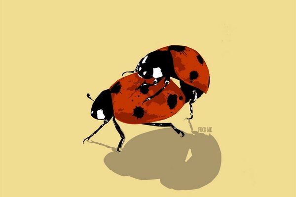 Coccinelles, l une sur l autre