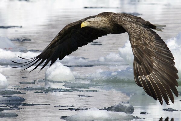 The eagle flies on water and ice